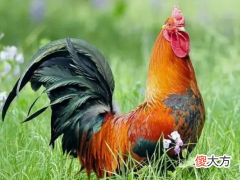 全面分析属鸡6月出生是什么命