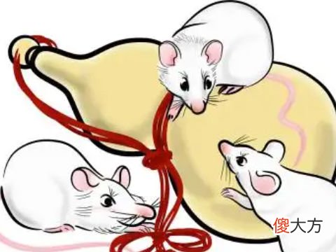 2022年属鼠女必发生的好事,属鼠女运气如何