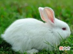 全面分析属兔7月出生是什么命