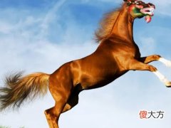 全面分析属马7月出生是什么命