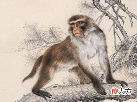 全面分析属猴7月出生是什么命