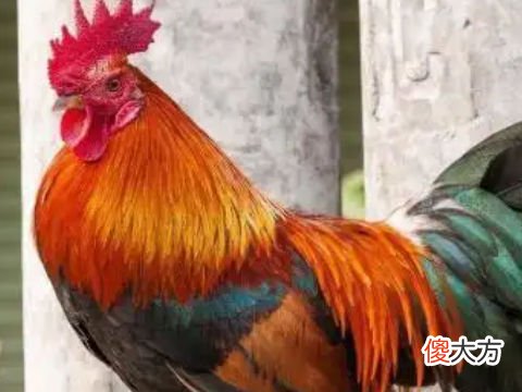 全面分析属鸡7月出生是什么命