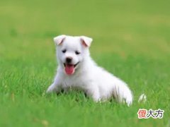 全面分析属狗7月出生是什么命