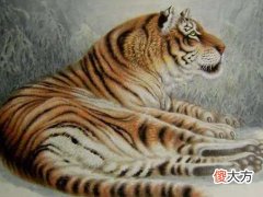 全面分析属虎8月出生是什么命