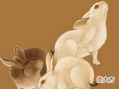 全面分析属兔8月出生是什么命
