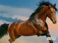 全面分析属马8月出生是什么命