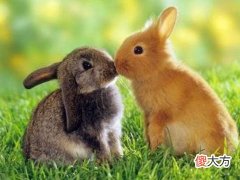 全面分析属兔9月出生是什么命