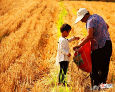 详解梦见拾麦穗的人的含义(图文)