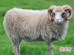 属羊的男人和属什么最配
