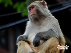 属猴的男人和属什么最配