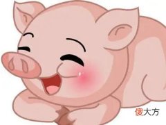 属猪的男人和属什么最配