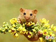 属鼠的女人和属什么最配