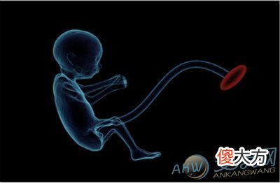 梦见脐带(图文)