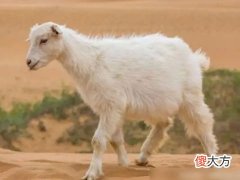 羊年属羊人注意什么相关事项