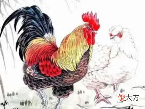 鸡年属鸡人注意什么相关事项