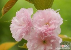 【十二星座】生肖猪出生在农历几月，钱多困难少，常有贵人帮，相当有福气