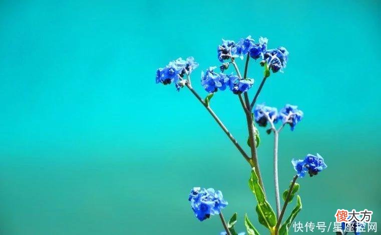【十二星座】生肖猪出生在农历几月，钱多困难少，常有贵人帮，相当有福气