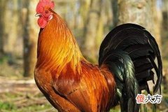 属鸡人干什么发财生意兴隆
