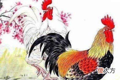属鸡忌讳做什么生意行业