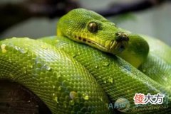 梦见被蛇咬了脚的象征含义都有哪些？(图文)