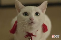 梦到被猫咬伤(图文)