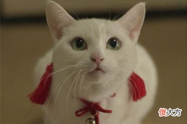 梦到被猫咬伤(图文)