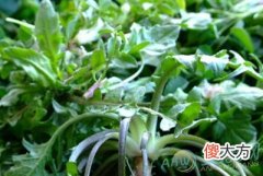 梦见荠菜(图文)