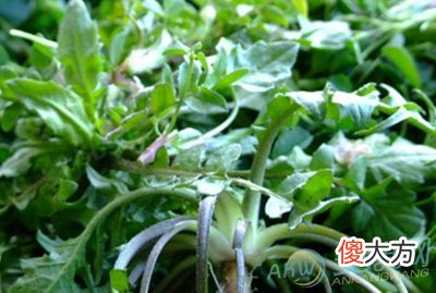 梦见荠菜(图文)