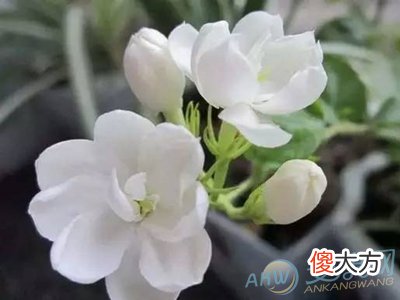 梦见茉莉花(图文)