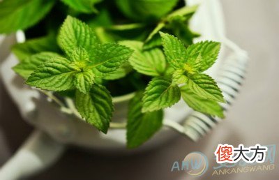 梦见薄荷(图文)
