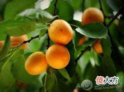 梦见吃杏(图文)