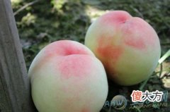 梦见水蜜桃(图文)