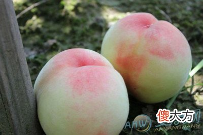 梦见水蜜桃(图文)