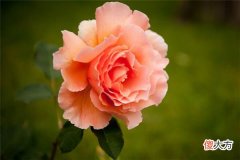 梦见花(图文)