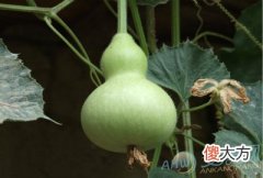 梦见葫芦(图文)
