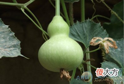 梦见葫芦(图文)