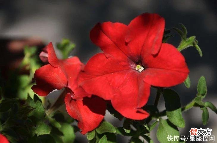 【十二星座】属龙女人嫁给啥生肖，真正有福气，半点不伤心，富裕时光长