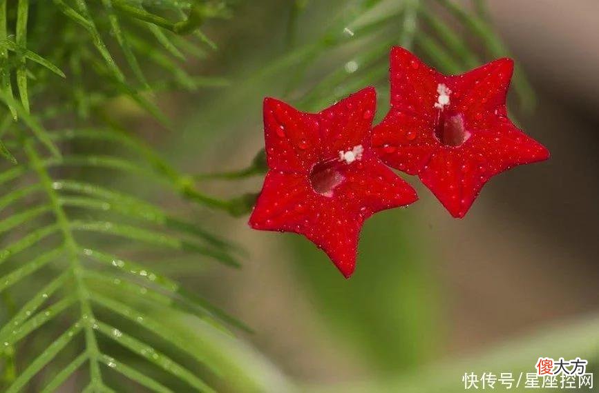 【十二星座】属龙女人嫁给啥生肖，真正有福气，半点不伤心，富裕时光长