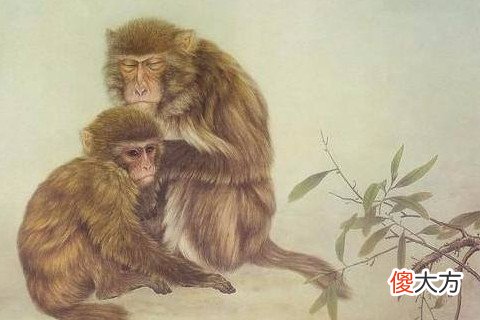生肖属猴几日出生是麒麟命