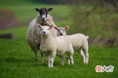 1979年属羊人的2022年婚姻感情运势状况如何