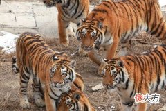 农历几月的猴不与虎相克