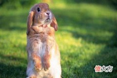 属相兔和龙配婚姻好不好