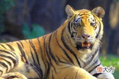 1998年虎女一辈子命运好不好