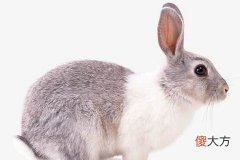 属兔和属兔的合不合婚姻