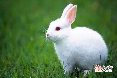 属羊跟属什么犯冲相冲关系