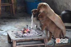 梦见炉火(图文)