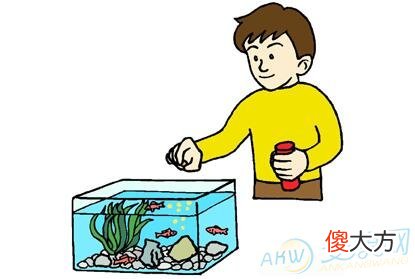 梦见喂鱼(图文)