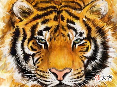 2022年属虎本命年可以生孩子吗?2022虎年本命年怀孕好吗