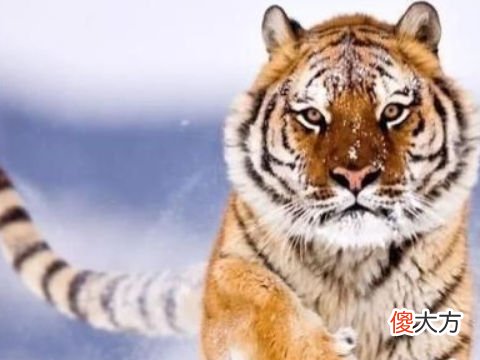 2022年属虎本命年应该佩戴什么好,虎年本命年带什么东西能转运