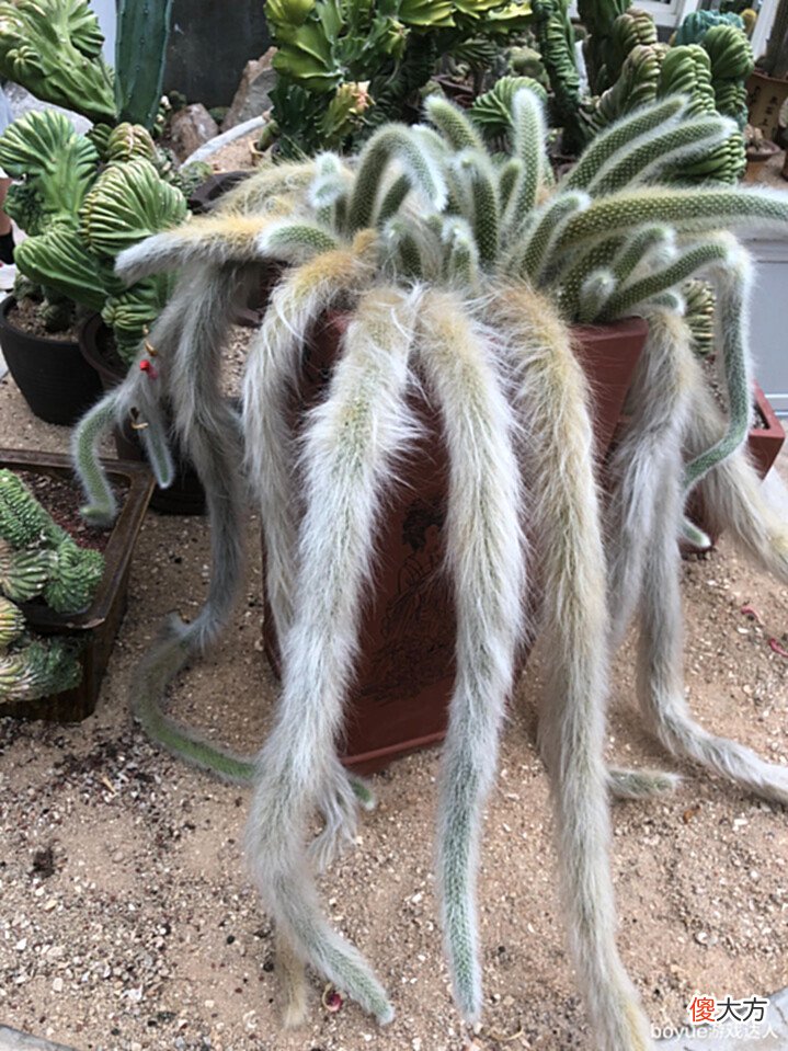 【游戏迷】原神须弥实景与现实对比,雨林场景值得期待,荒漠可能暗藏凶险